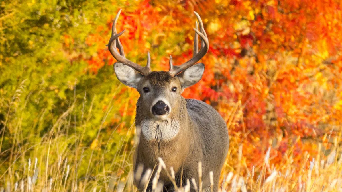 Minnesota #DNR deer harvest numbers available online