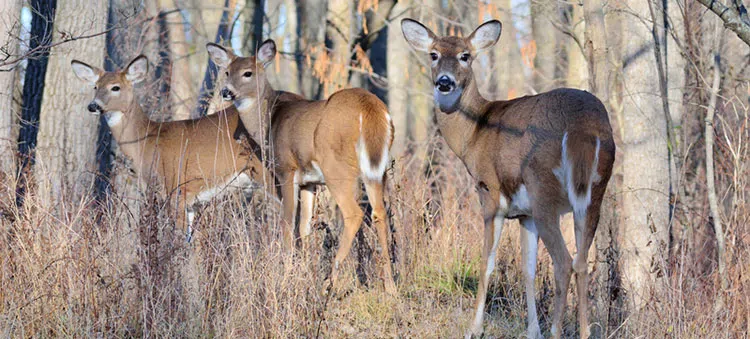 Minnesota #Deer Harvest Increased In 2025