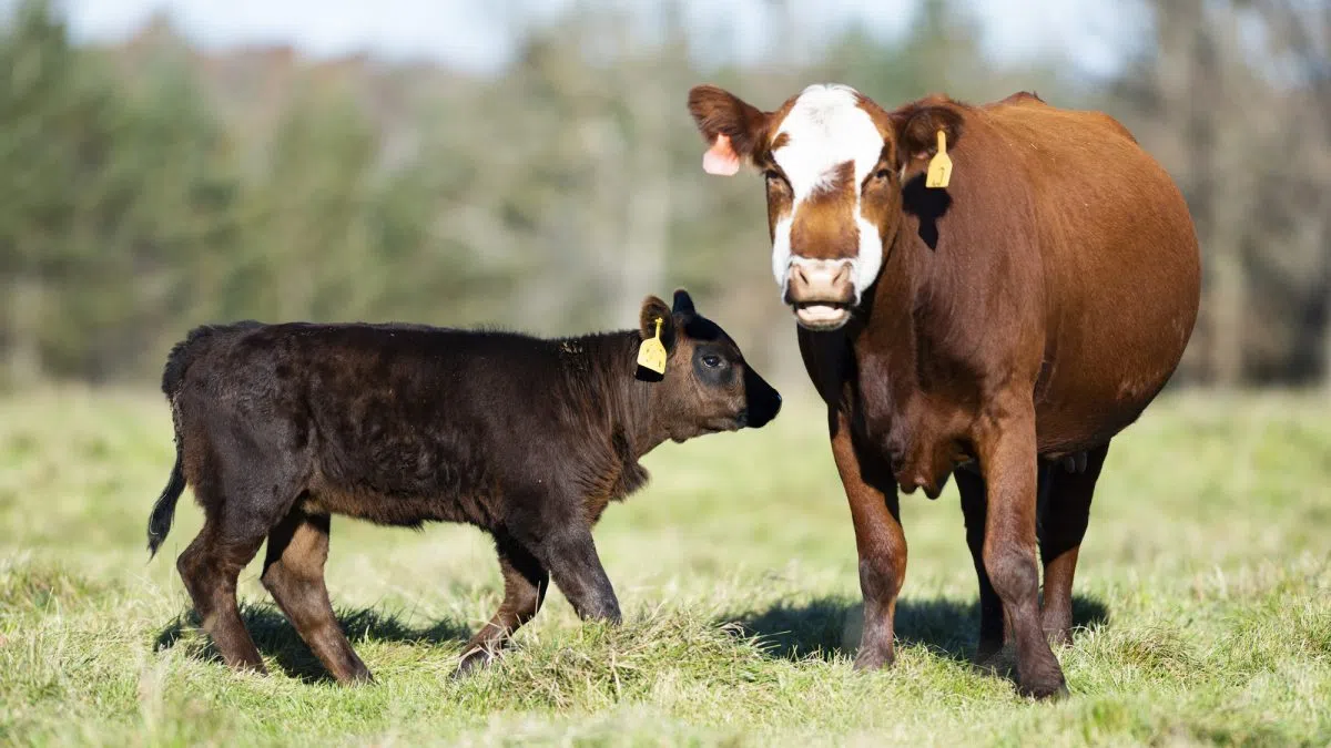 Applications now open for Minnesota Beef summer communications internship