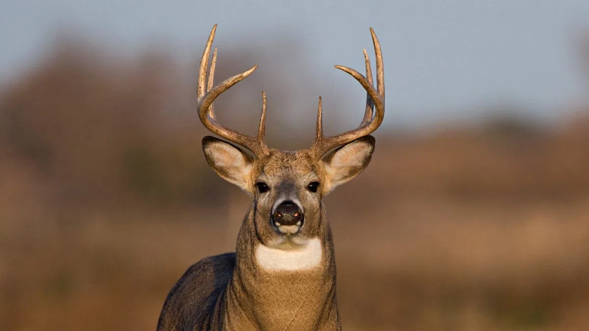 South Dakota GFP Seeking Comments on Draft Chronic Wasting Disease Action Plan