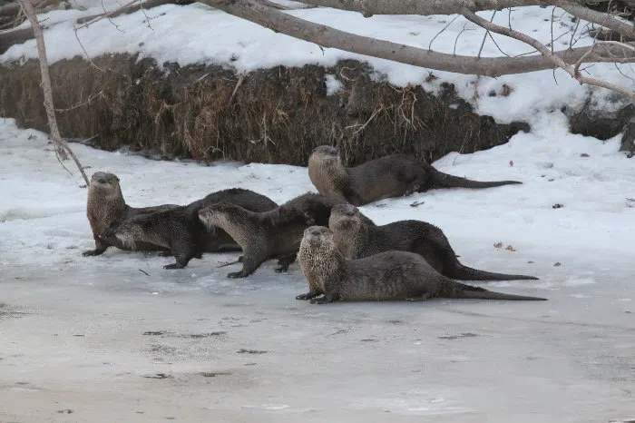 South Dakota 2025 River Otter Harvest Limit Met