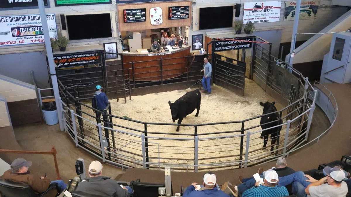 ‘Sky is done falling,’ North Dakota rancher says of dropping cattle prices