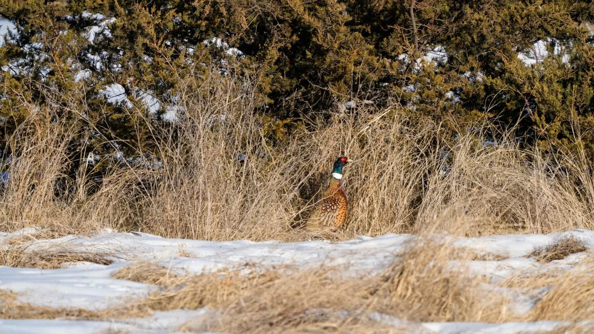 Explore the outdoors this winter by hunting Minnesota small game