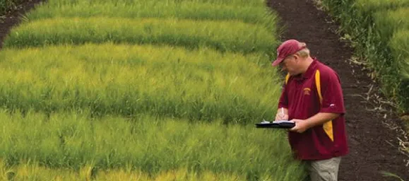 2025 University of Minnesota field crop variety trial results available now