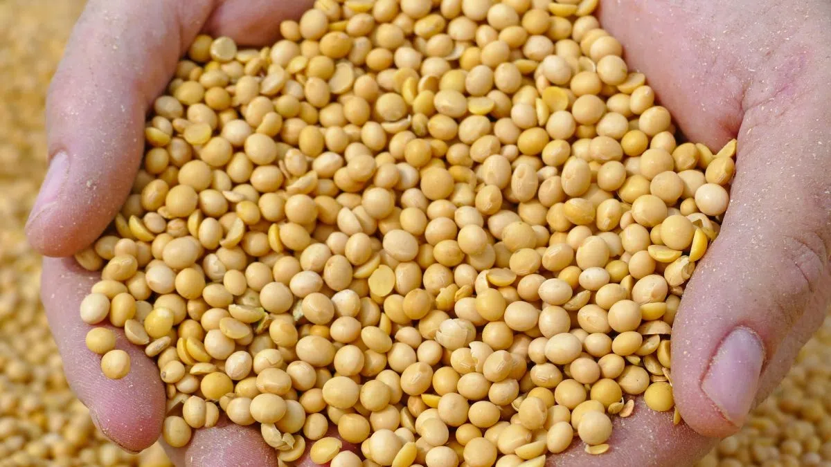 U.S. Soy begins market engagement in Syria