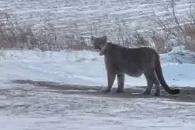Cougar sighting in Duluth, had been tagged in Nebraska