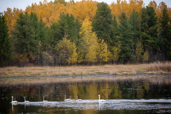 Minnesota Department of Natural Resources permanently protects nearly 16,000 acres, the agency’s largest acquisition in recent history