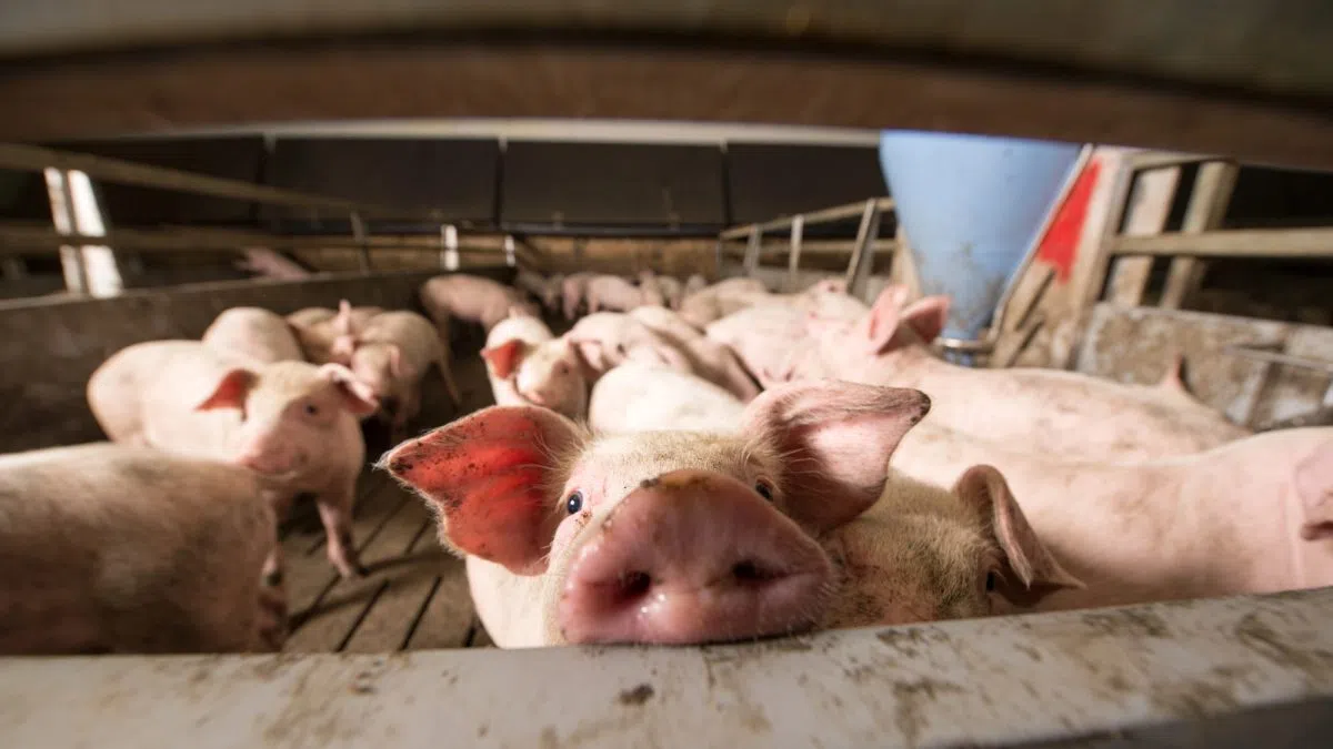 USMEF: October pork exports largest since March; beef rebound encouraging