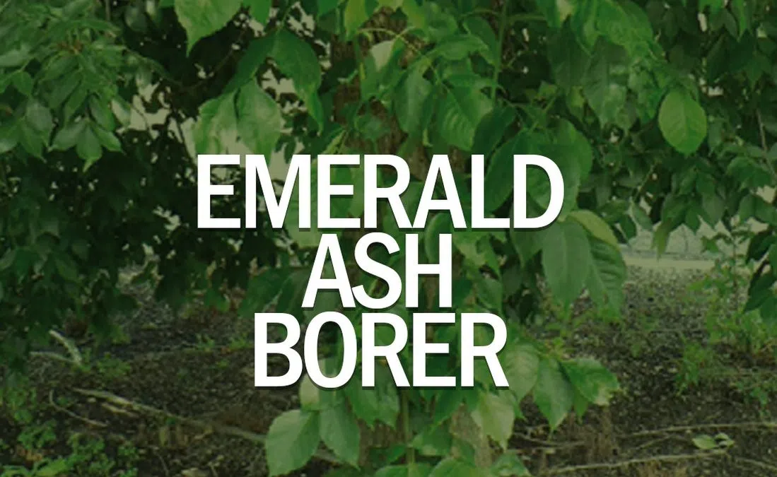Emerald ash borer detected in Fargo