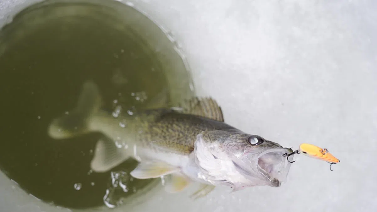 Why High-Grading Isn't Legal In North Dakota