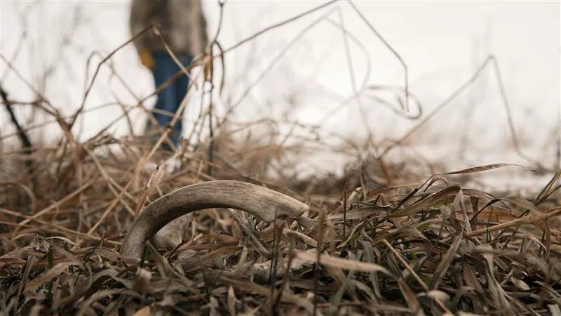 The Concerns With Shed Hunting
