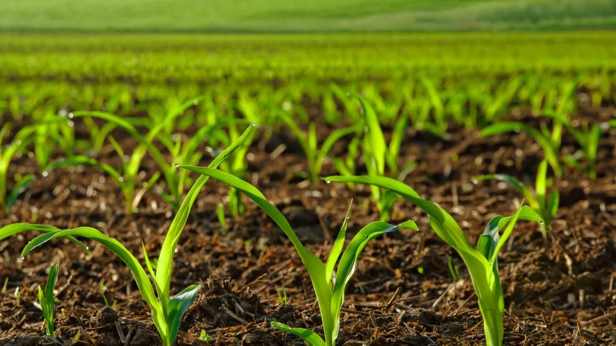 SDSU Extension invites growers to Sioux Falls Organic Conference