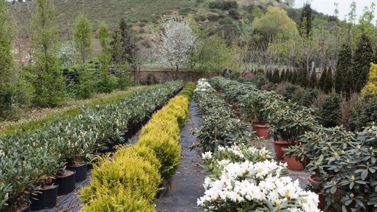 Mushrooms and hemp added to USDA’s horticultural sales data for 2024