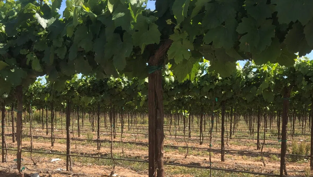 Some U.S. farmers may turn to specialty crops as profit margins tighten