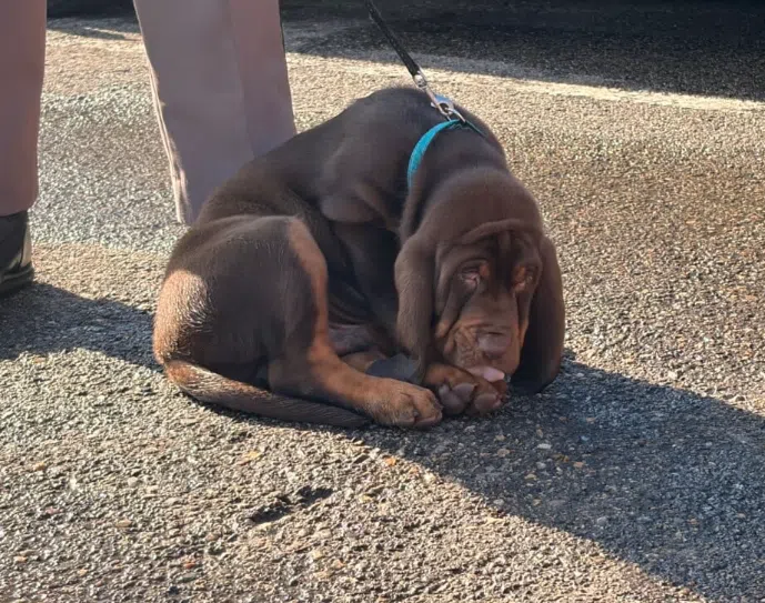 North Dakota Highway Patrol welcomes K-9 Beau