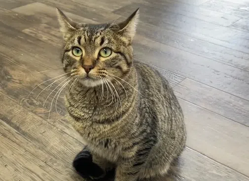 50 animals rescued from hoarder-like conditions recovering at Fertile, Minnesota shelter