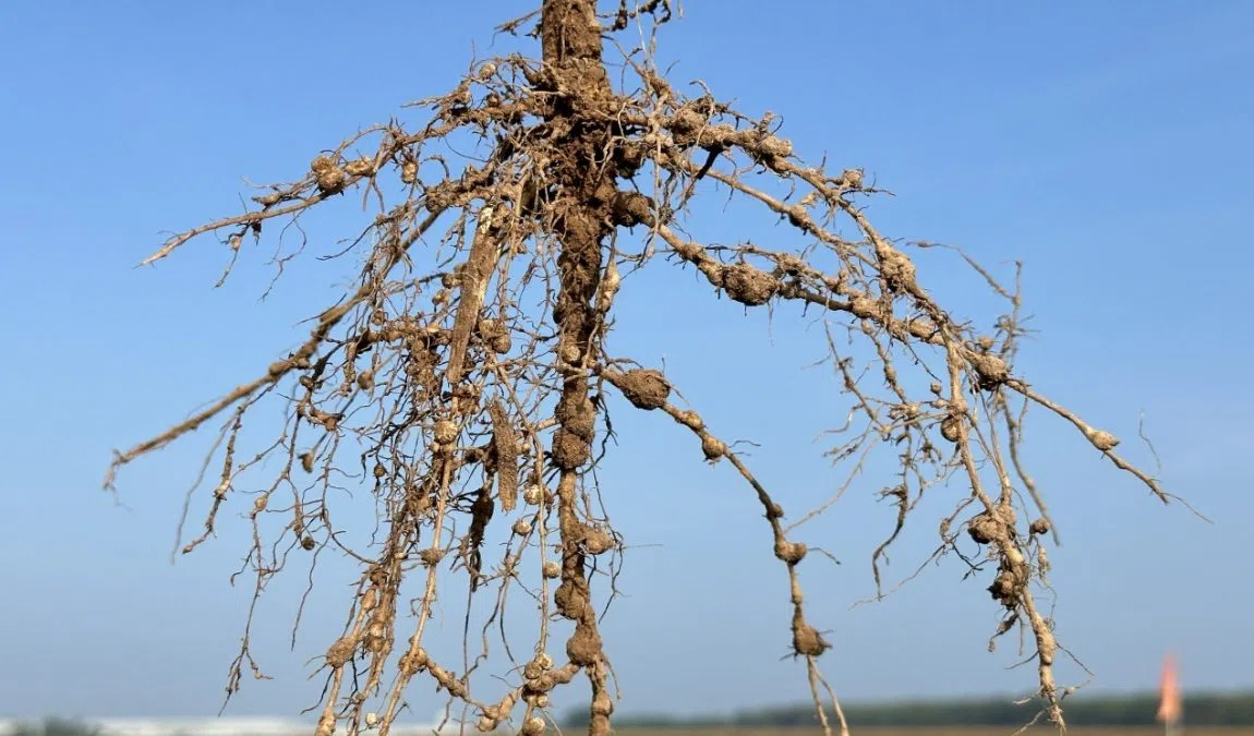 New guides help soybean farmers fight rising nematode threats