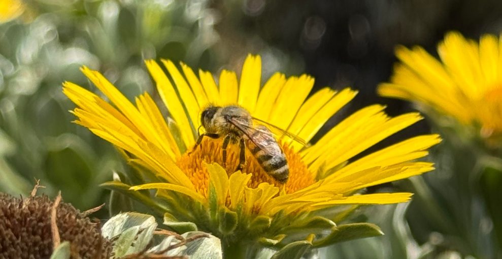 Honey Bee Health Coalition releases ninth edition of the tools for Varroa Management Guide