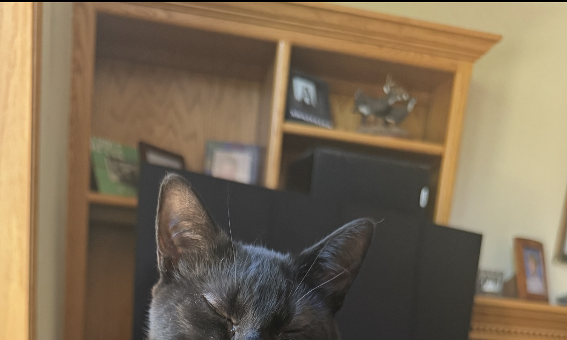 Missing Cat Alert: Help Us Find Jinx! | The Mighty 790 KFGO | KFGO