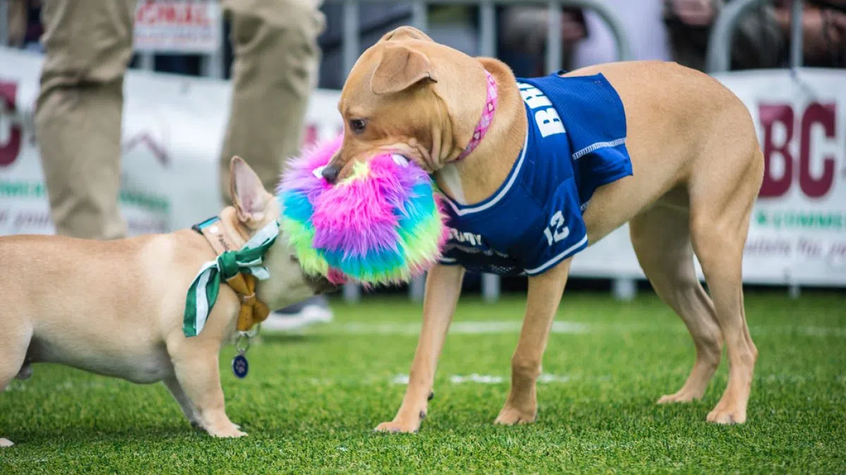 Puppy Bowl Lineup Announced A Tailwagging Alternative for Non