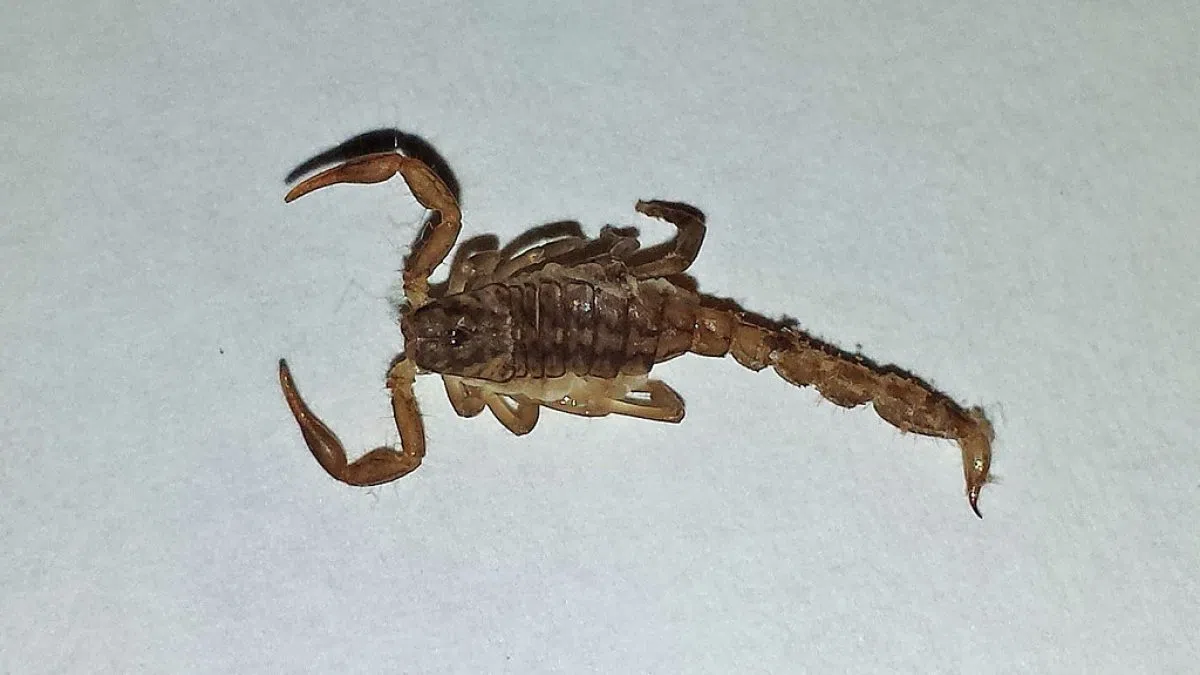 Vegas Hotel Nightmare: Man Claims Scorpion Stung His Testicles | Y94