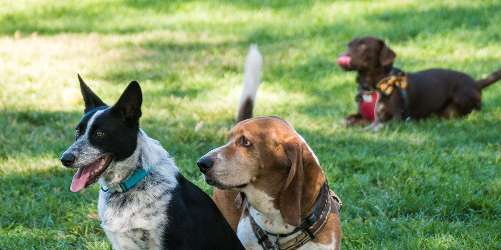 Dog Park Coming Soon To Burdette Bark - Vimarsana News