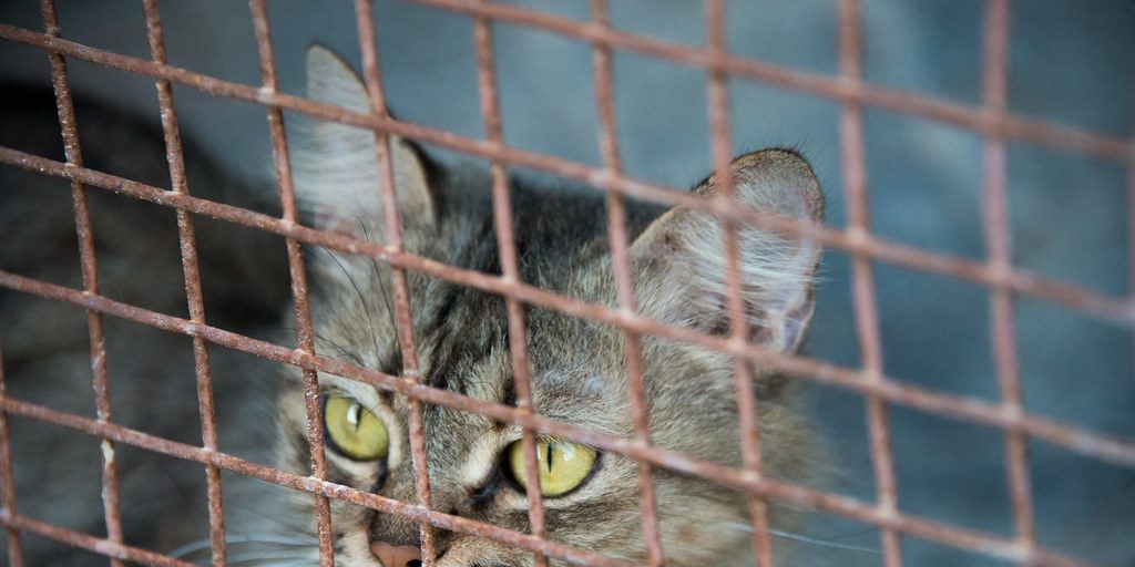 Animal Cruelty Case Under Investigation - Vimarsana News