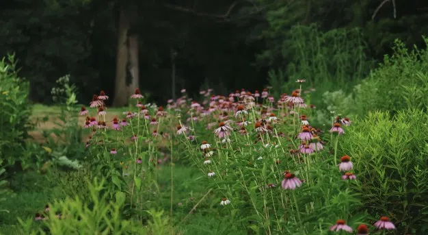 Evansville Golf Course Converted Into Wildlife Habitat