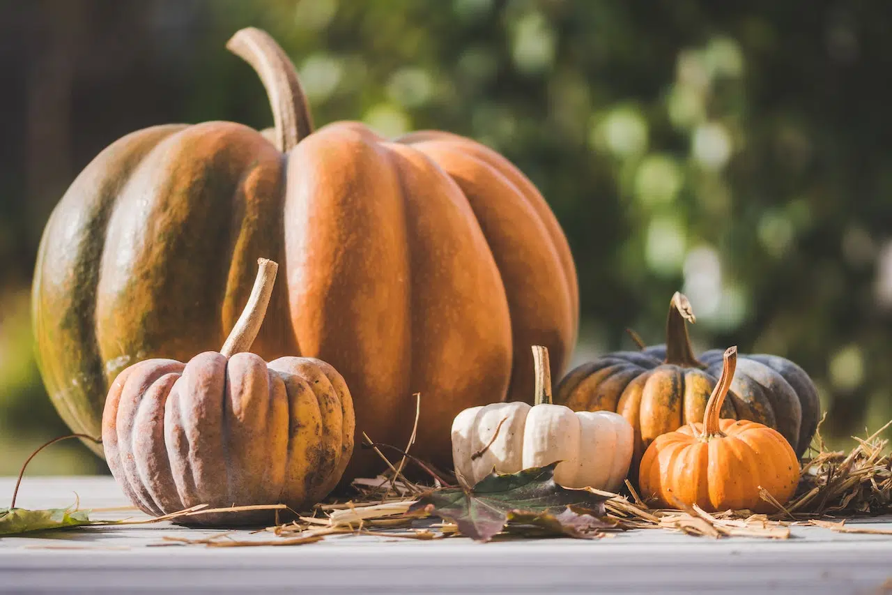 The Best Pumpkin Patches Around The 705