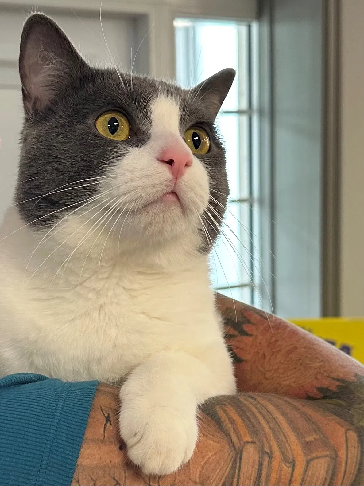 Pet Of The Week