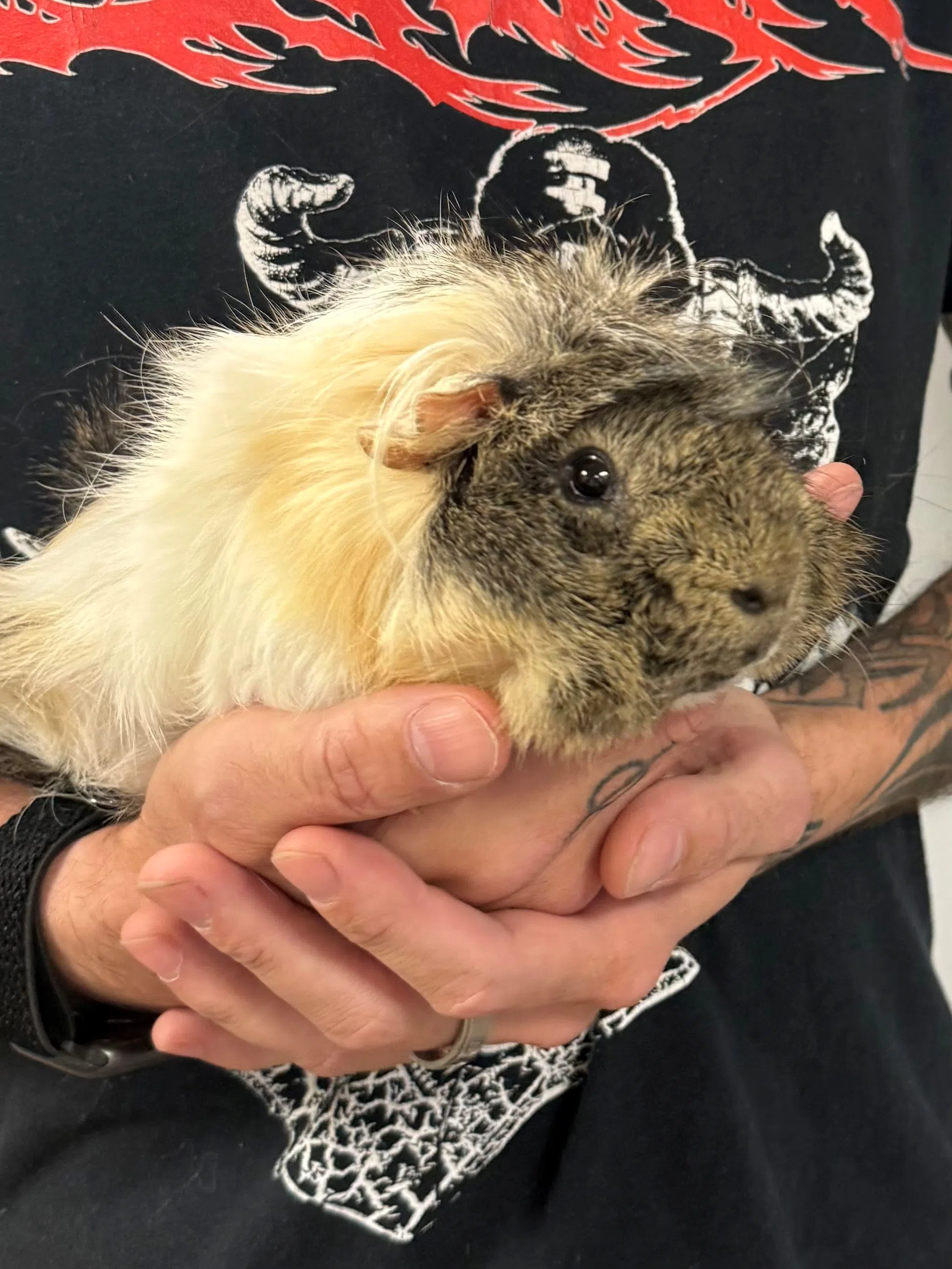 Pet of the Week