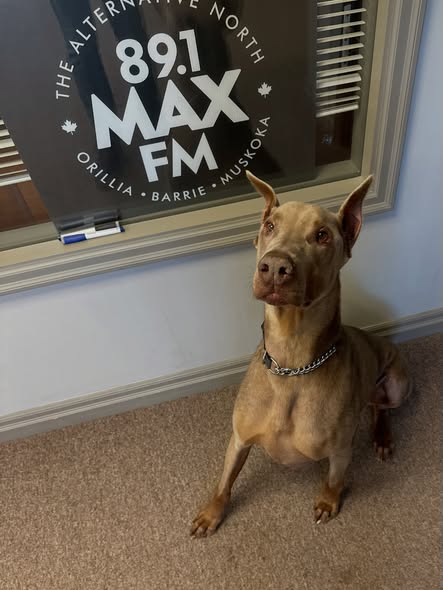Pet of the Week