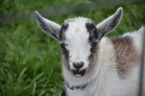 Goat Walks on 2 Legs, Stuns Villagers