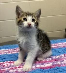 Picture of Beans the cat