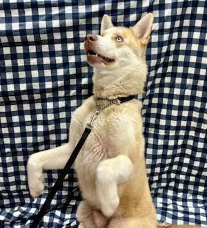 Country 102 Pet Of The Week - brought to you by Wavemaker Pool Spa Showroom, serving Orillia, Huntsville, Muskoka, North Simcoe and Central Ontario.