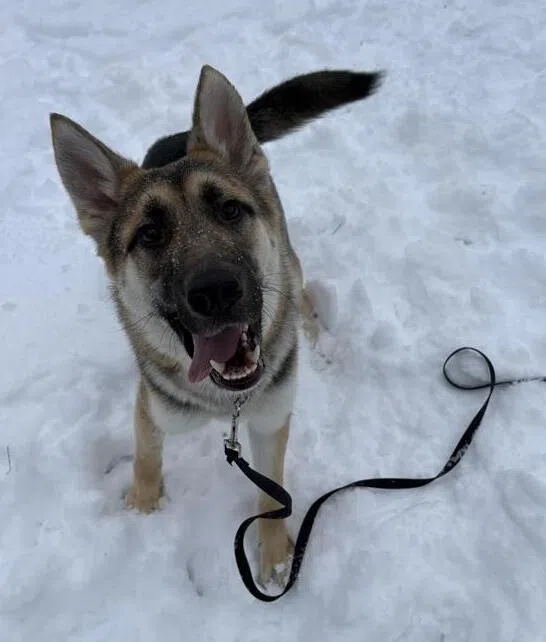 Country 102 Pet Of The Week - brought to you by Wavemaker Pool Spa Showroom, serving Orillia, Huntsville, Muskoka, North Simcoe and Central Ontario.