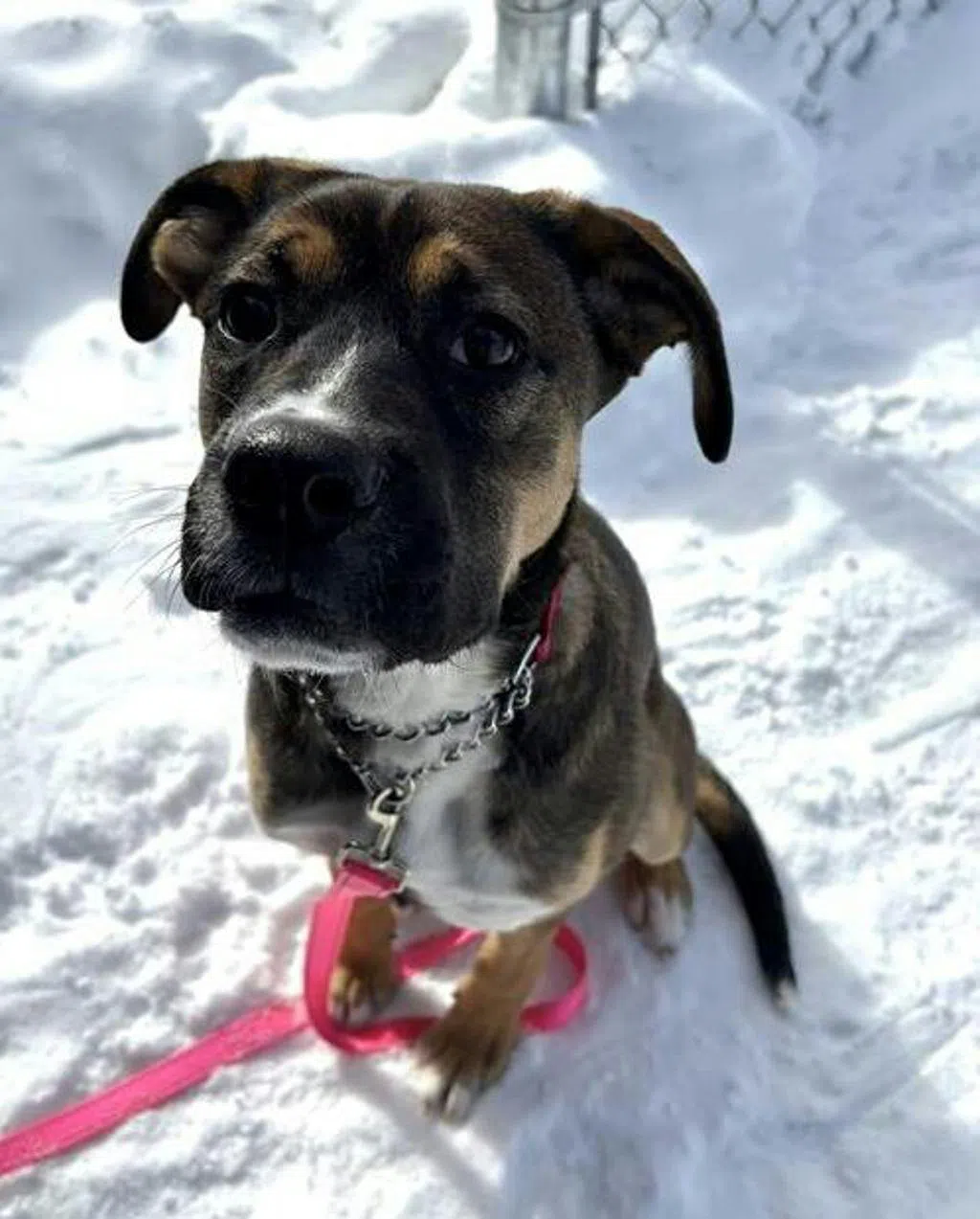 Here's the Country 102 Pet of the Week