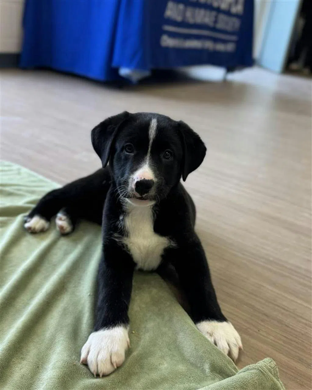 Here's the Country 102 Pet of the Week