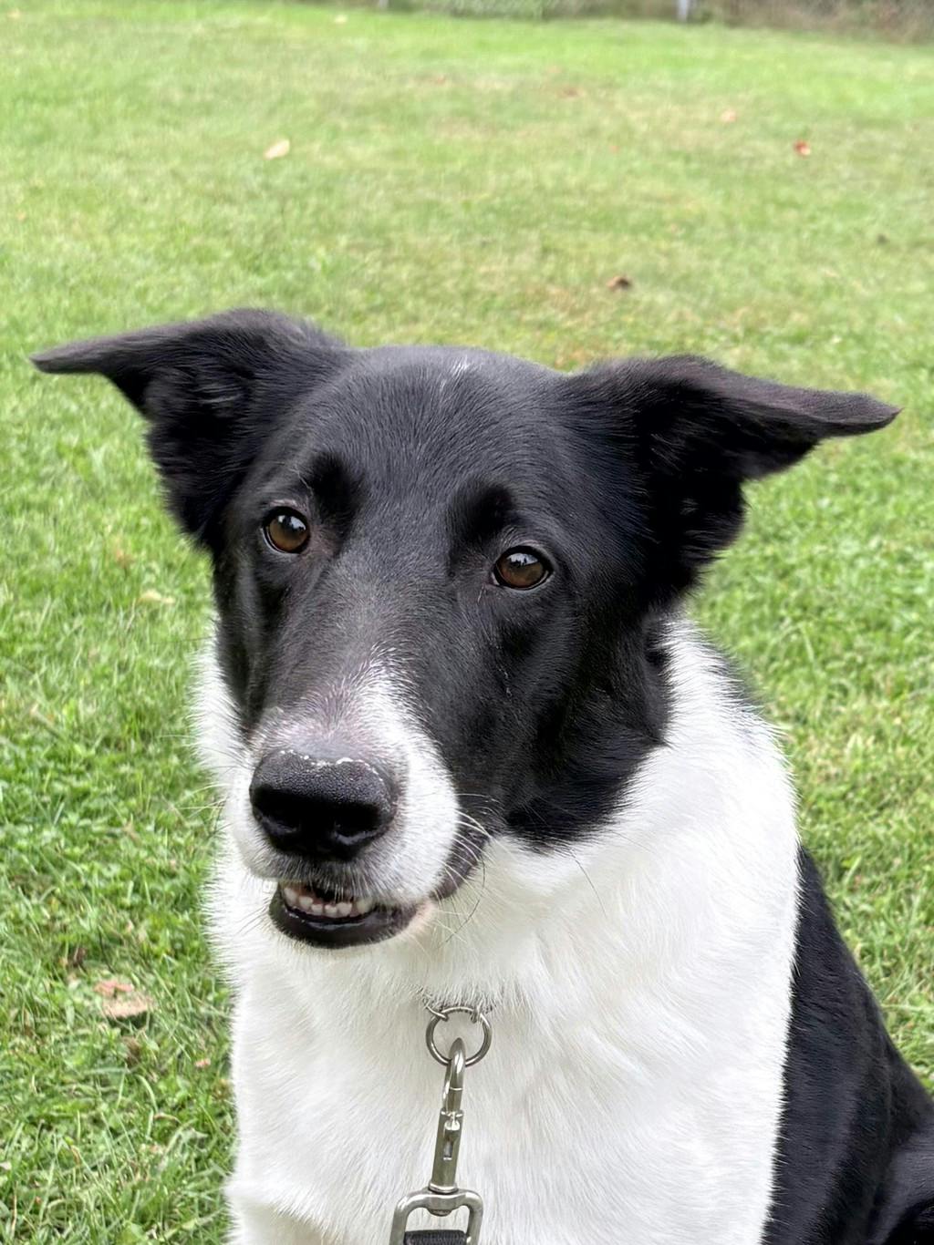 Country 102 Pet Of The Week - "Mr. President!"