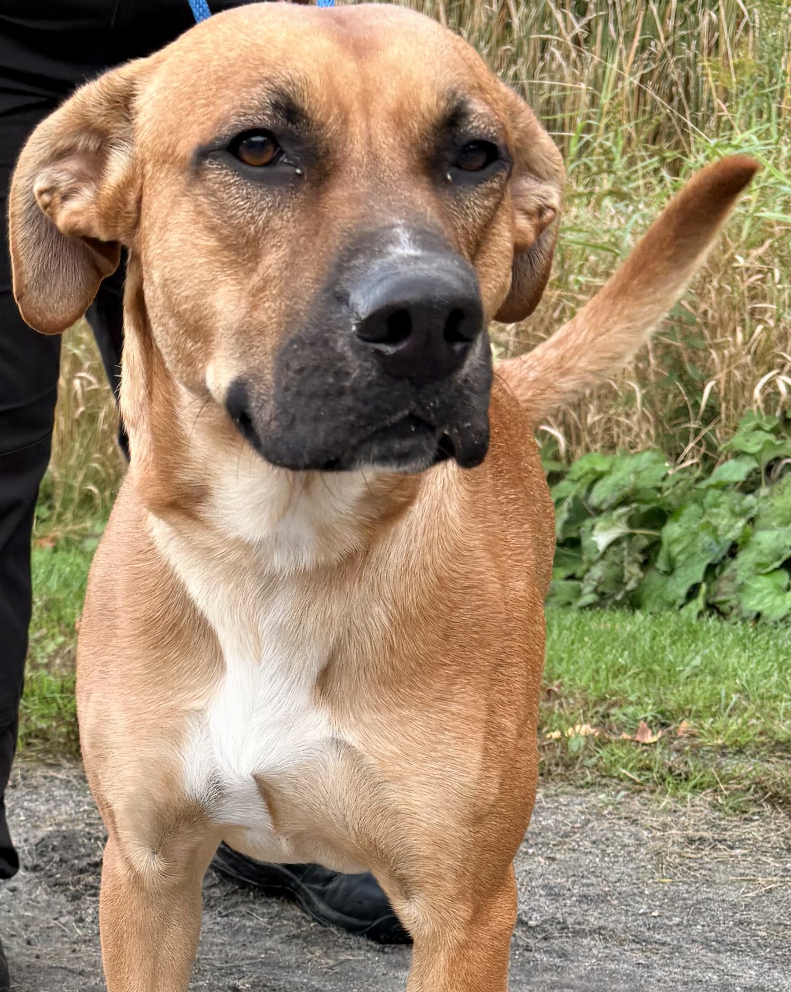 Country 102 Pet Of The Week is... Gomez!