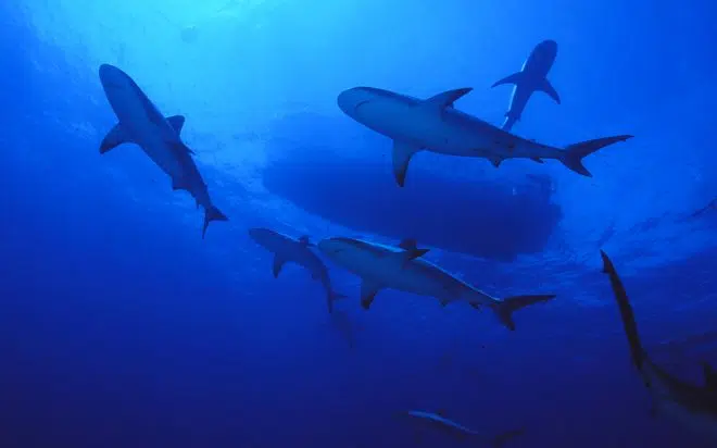 A New Species of Shark Can Walk on Land???