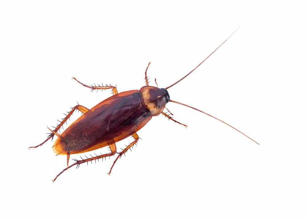 Name A Cockroach after Your Ex and Watch It Get Eaten for Valentine’s Day