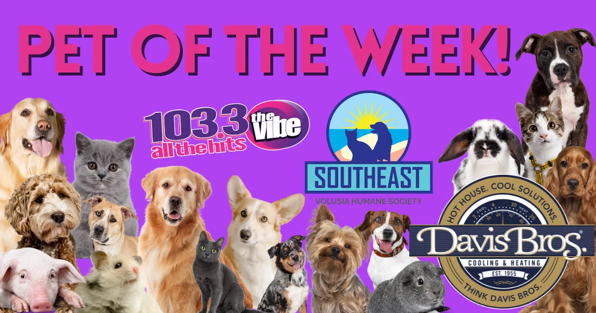 103.3 The Vibe Pet Of The Week Made Possible By Davis Bros