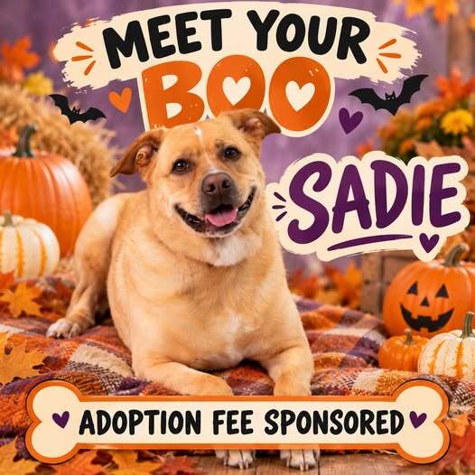sadie pet