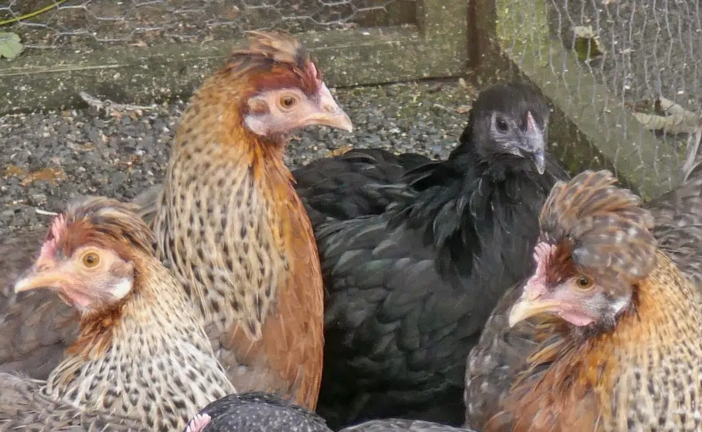 First branch county case of avian flu reported by mdard in backyard poultry flock