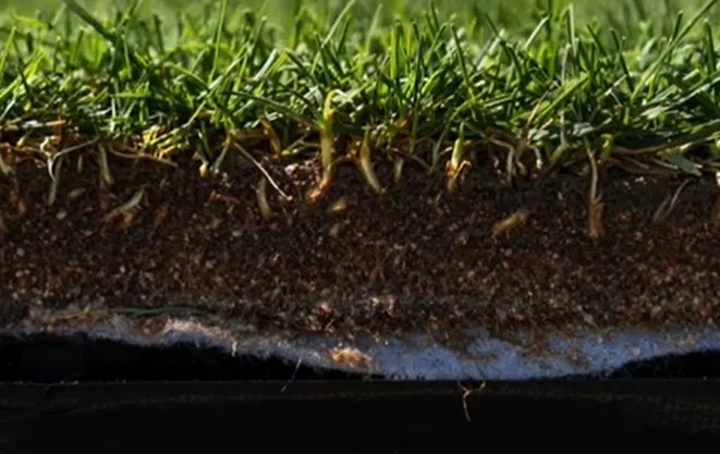 VIDEO: Michigan State University's World Cup turfgrass connection