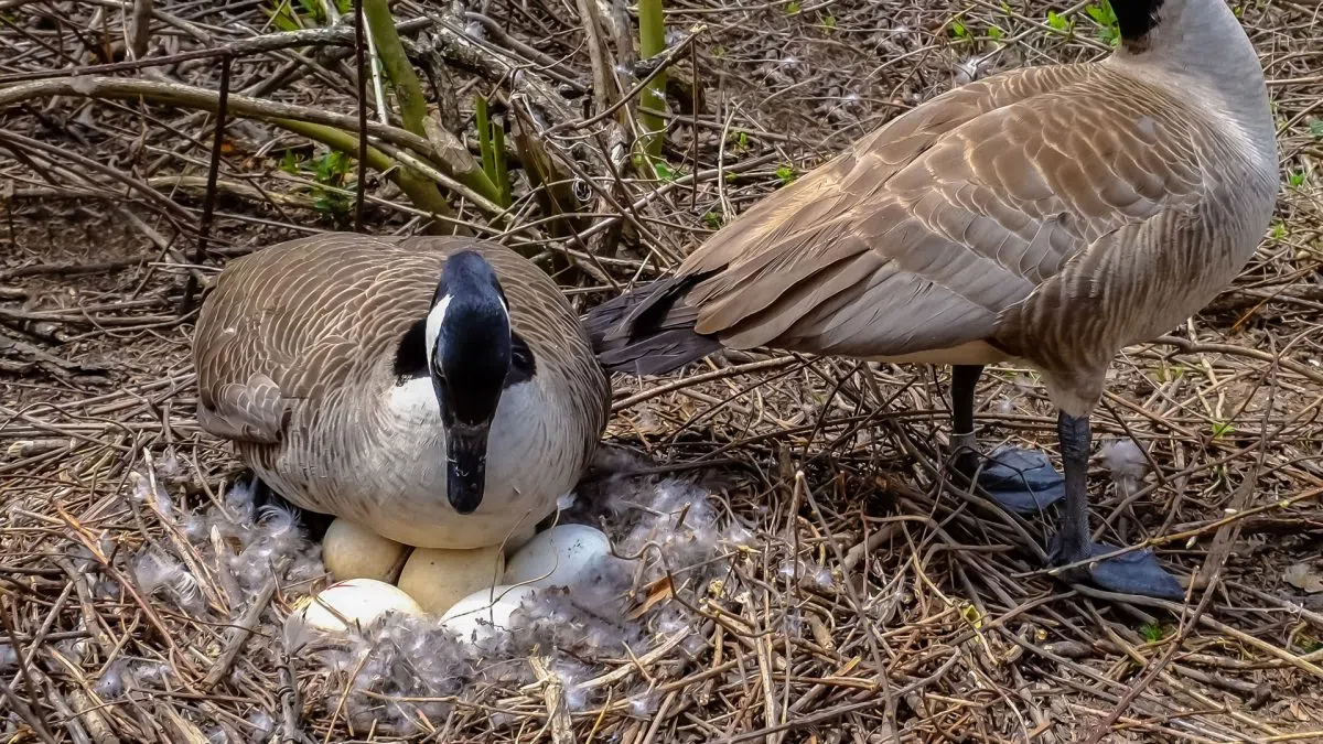 City Council approves Canadian Goose population control resolution