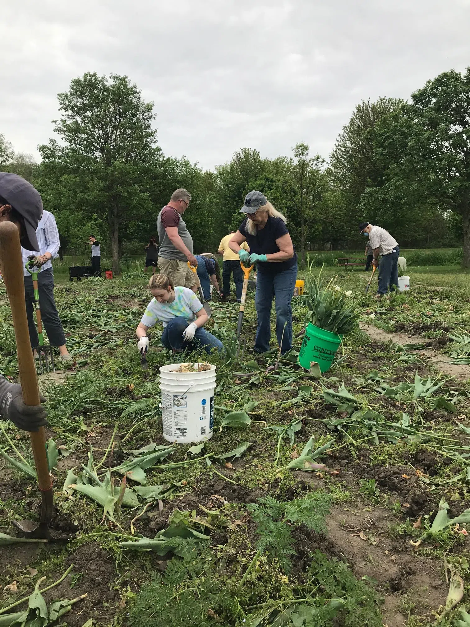 The 2021 Holland Tulip Dig at Windmill Island. Peg McNichol/MWC Radio