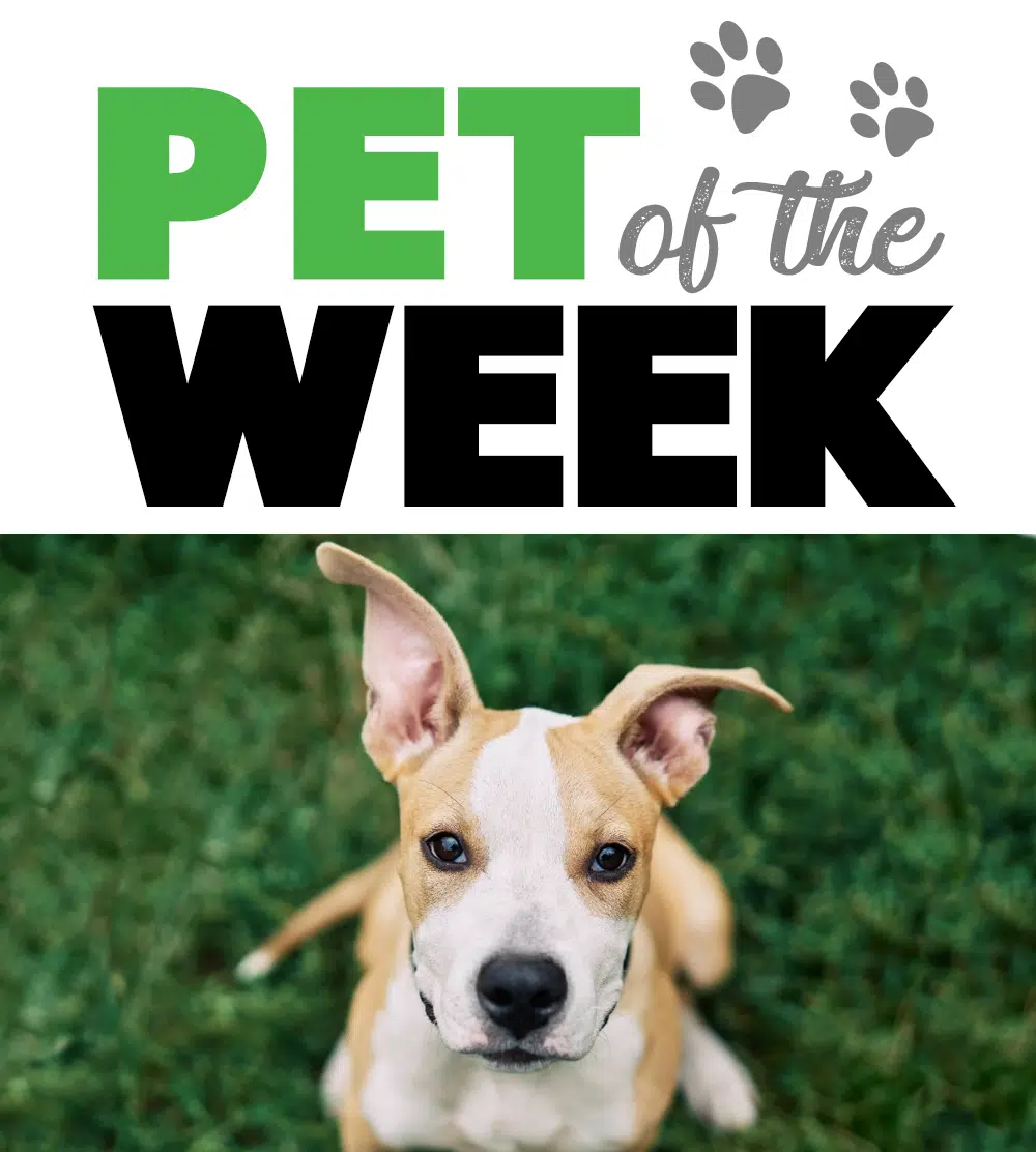 Pet of the Week