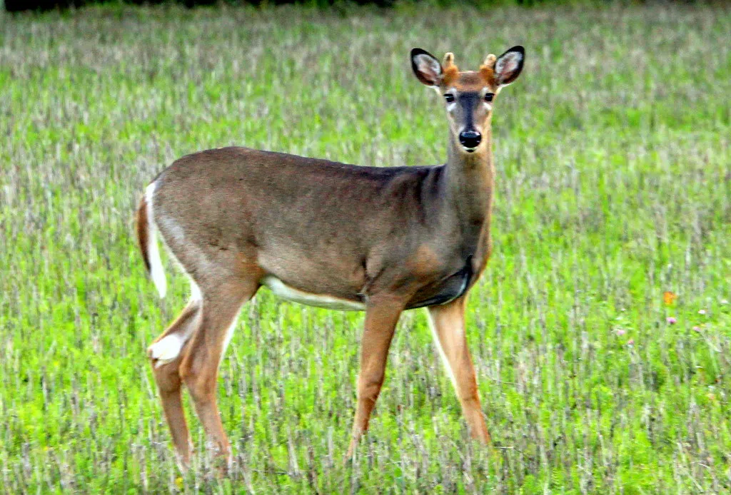 Natural Resources Commission to vote Thursday on changes to Michigan deer hunting | WKZO | Everything Kalamazoo
